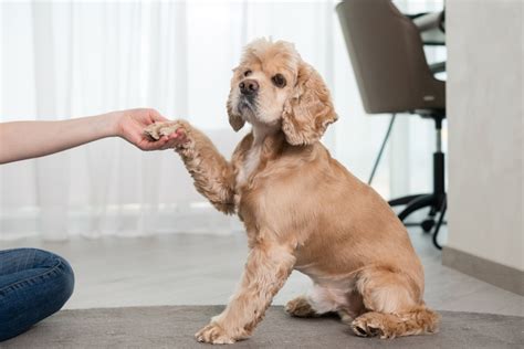 Tips and Tricks for Rescuing a Cocker Spaniel