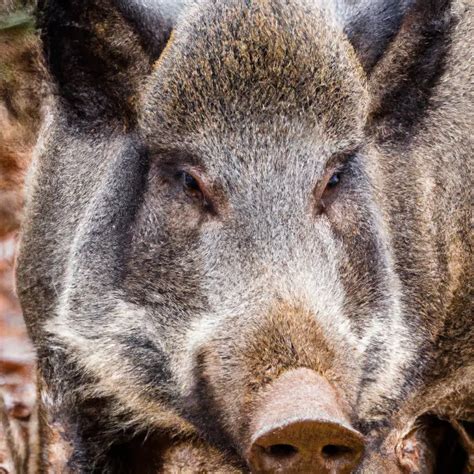 Tips for Hunting Wild Boars