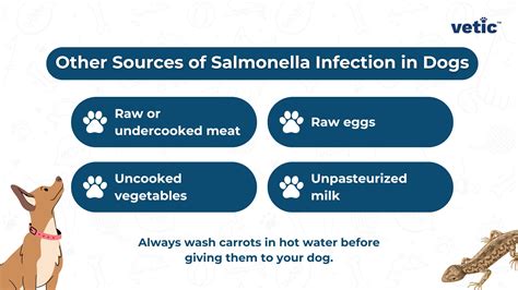 Tips for Preventing Salmonella Poisoning in Dogs