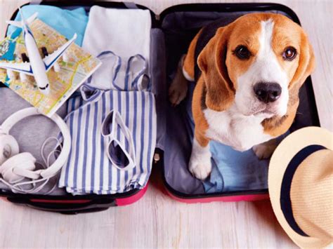 Tips for Traveling with Your Pet