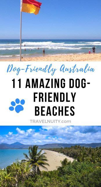 Tips for Visiting Dog-friendly Beaches and Coastlines