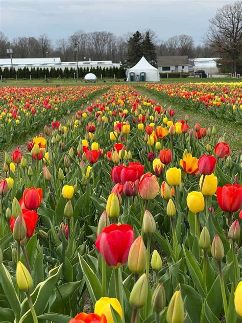 Tips for Visiting a Tulip Farm