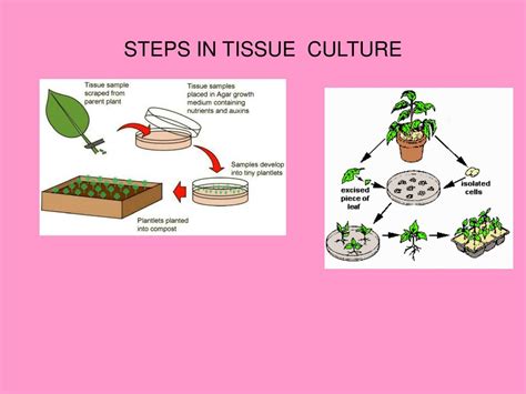Tissue Culture Techniques An Introduction 1st Edition Kindle Editon
