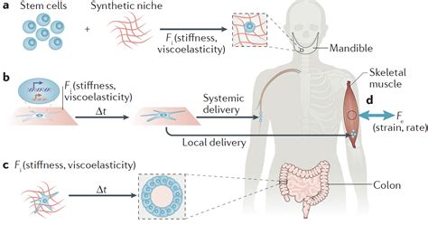 Tissue Engineering and Regenerative Medicine: