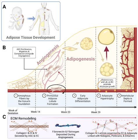 Tissue Remodeling Reader