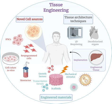 Tissue engineering