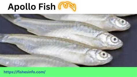 Title: Demystifying the Apollo Fish Price: A Comprehensive Guide