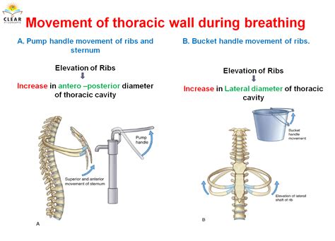 Tittiebounce: A Comprehensive Guide to Understanding and Managing Chest Movement