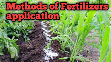 To apply organic fertilizer directly to the soil: