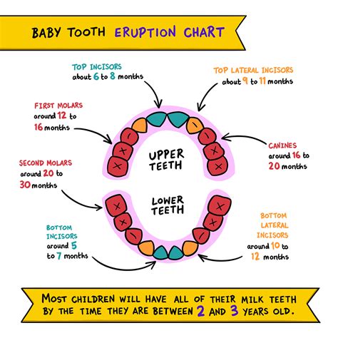 Toddler Teething Chart