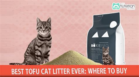 Tofu Cat Litter 101: FAQs for 2025 and Beyond