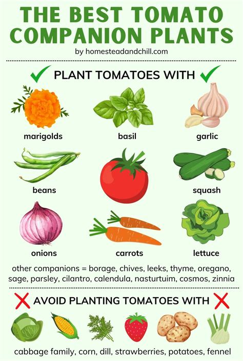 Tomato Companion Plants Chart