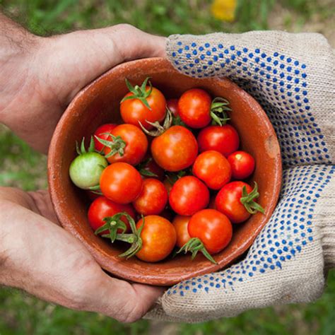 Tomato Fertilizer NPK: The Ultimate Guide to Boosting Your Yield