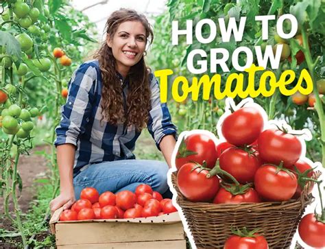 Tomatoes Fertilizer: A Comprehensive Guide to Enhancing Tomato Yield