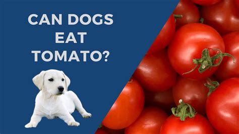 Tomatoes and Dogs: A Comprehensive Guide