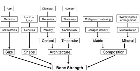 Toned2Bone: The Revolutionary Approach to Bone Health