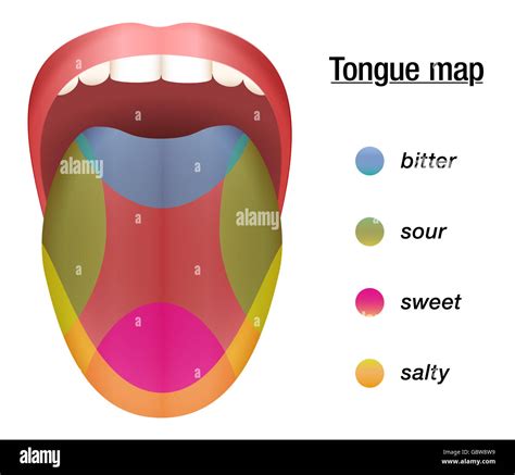 Tongue Taste Bud Chart