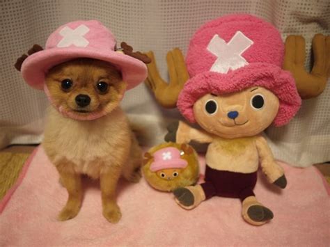 Tony Tony Chopper Dog Costume: Embracing the Cuteness of the Reindeer Doctor