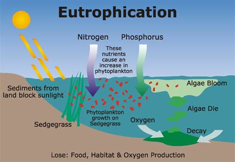 Too Much Fertilizer in an Aquatic Ecosystem: A Crisis in 5 Facts