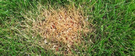 Too Much Fertilizer on Grass: A Problem with 6,500,000,000 Pounds of Excess