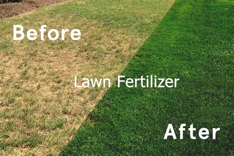 Too Much Fertilizer on Grass: The 10,000-Word Guide