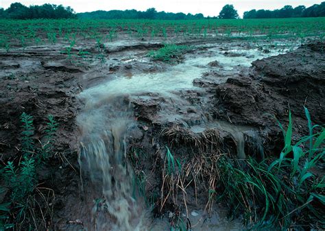 Too Much Phosphorus Fertilizer: A 10K Guide to Reducing Runoff and Pollution