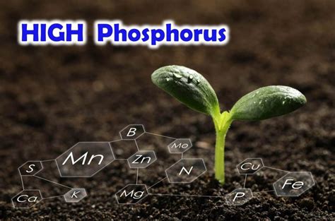 Too Much Phosphorus Fertilizer: A Growing Threat to Our Planet