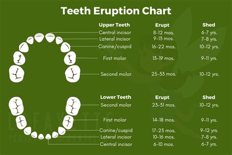 Tooth Chart Eruption