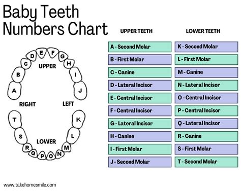 Tooth Chart Primary Teeth