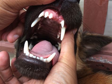 Tooth Removal Dog Cost: Everything You Need to Know