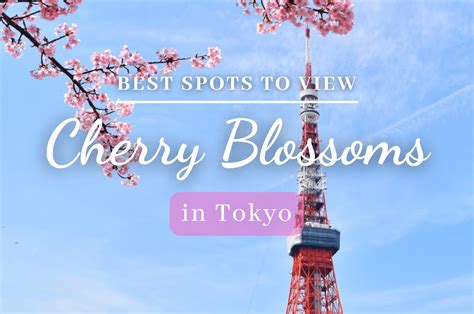 Top 10 Best Places to See Cherry Blossoms in Japan 2025