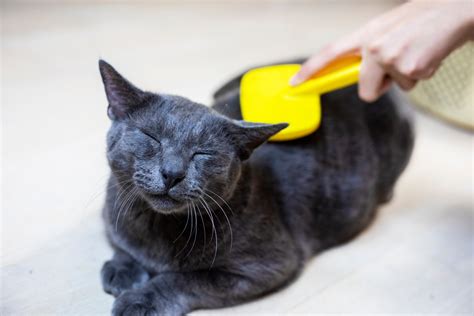 Top 10 Cat Combs for Indoor Cats in 2025: Ultimate Guide