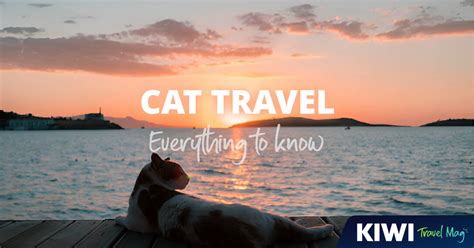 Top 10 Cat Travel and Adventure Tips for 2025: Safety VS Comfort