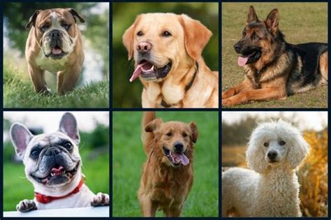 Top 10 Pet Breeds: Exercise and Activity Needs 2025