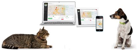 Top 10 Pet Tracking Tech in 2025: How to Use Them for Safety