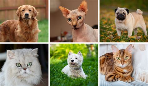 Top 4 Pet Breeds with Predisposed Health Issues