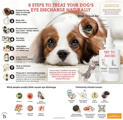 Top 5 Pet Eye Care Tips for 2025: Essential Health Hacks