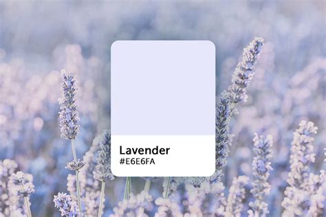 Top 5 Reasons to Dive into the World of Lavender Hair