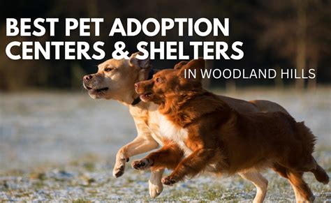 Top Adoption Centers Near You