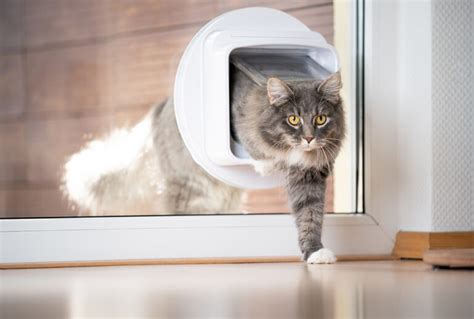 Top Electronic Cat Doors of 2025: Reviews and Ratings