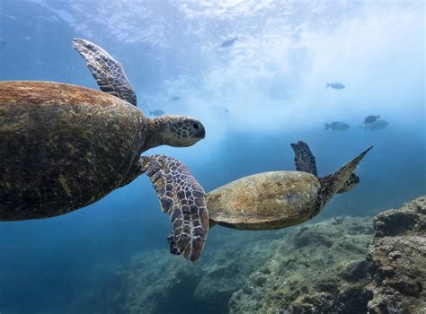 Top Marine Encounters