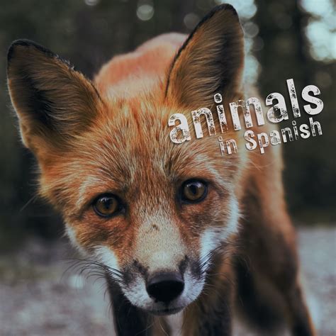 Top Spanish Animals for Your Home: A Comprehensive Guide