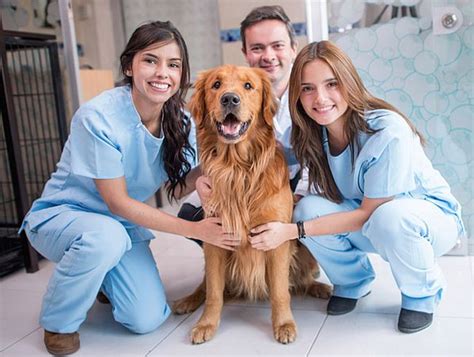 Top-Ranked Veterinary Schools in the United States