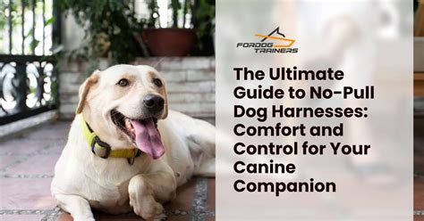 TopPawgs.com: Your Ultimate Guide to Canine Companionship