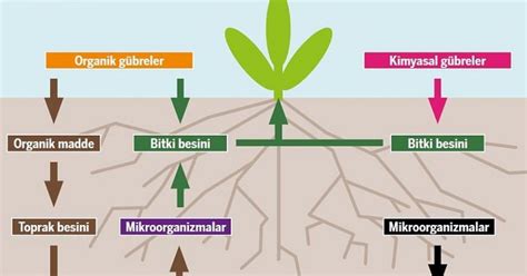 Toprak: Canlı Organizmaların Temeli