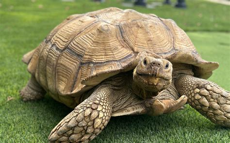 Tortoise & Hare Story: 5 Lessons for Success in 2023