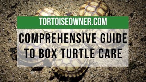 Tortoise Enclosures: A Comprehensive Guide to Safe and Healthy Housing for Your Shelled Friend