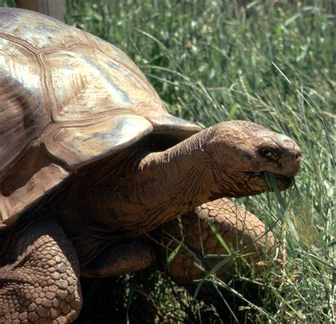 Tortoises: The Methuselahs of the Reptile World