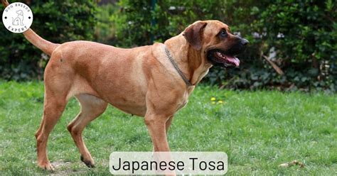 Tosa Inu Cost: A Comprehensive Guide to Owning a Japanese Giant