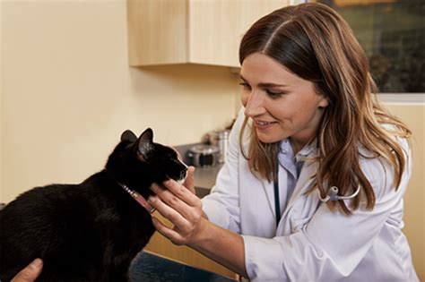 Total Care Animal Hospital: 7 Essential Services for Your Pet's Well-being